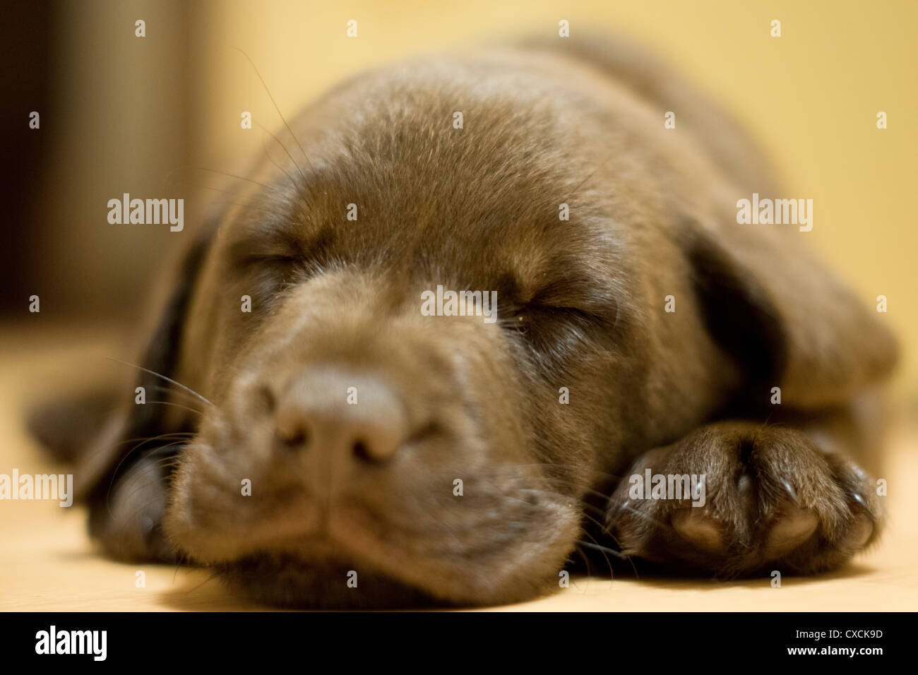10 week old sales chocolate lab puppy
