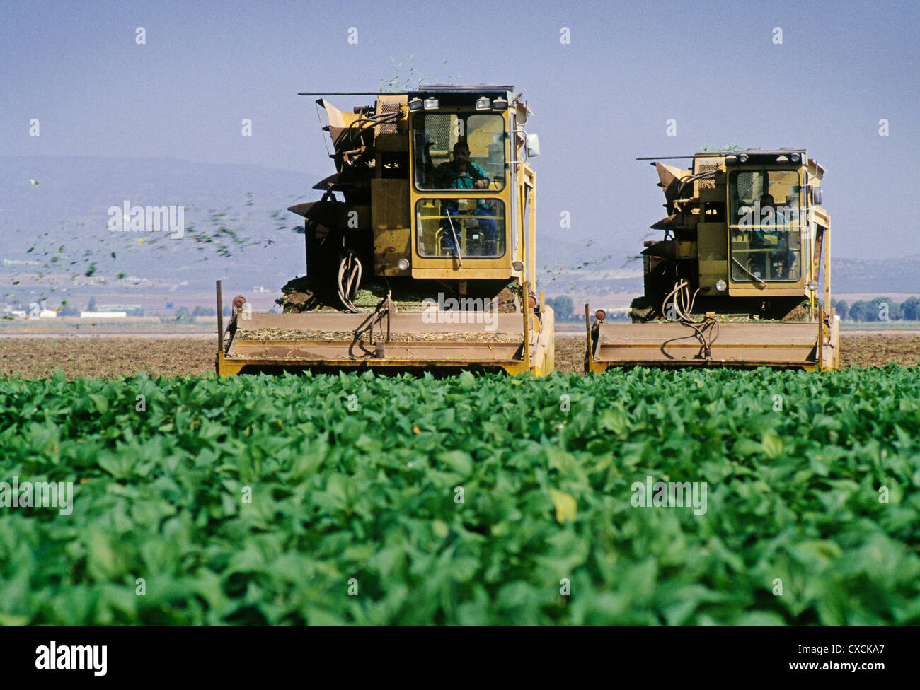 Agricultura cultivos hi-res stock photography and images - Alamy