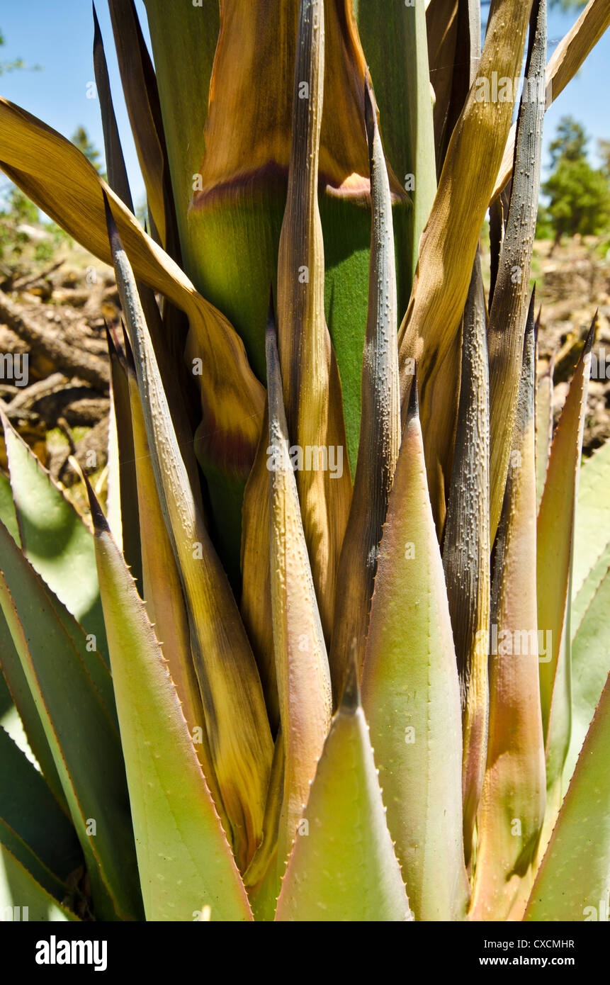 Agave americana, commonly known as the century plant, Tonto Basin of Central Arizona. USA Stock Photo
