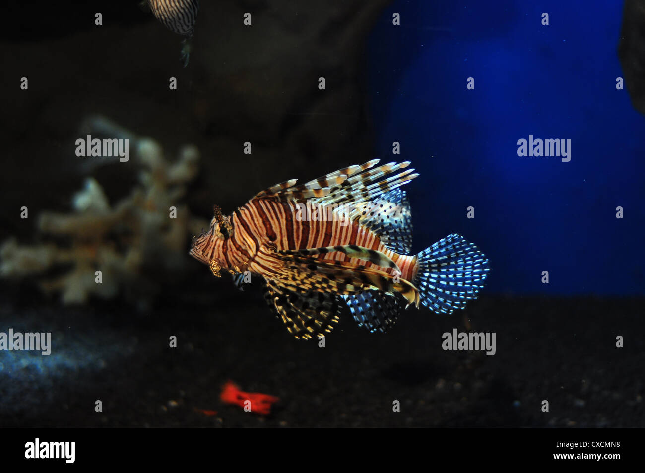 adas-lion fish Stock Photo