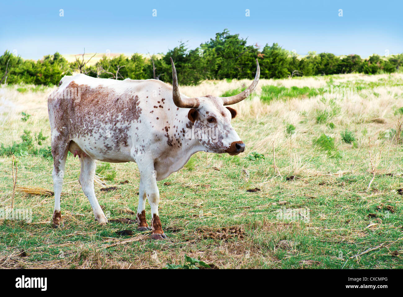 A Texas Longhorn, Bos bos, in a pasture eating pellets in western Oklahoma, USA. Stock Photo
