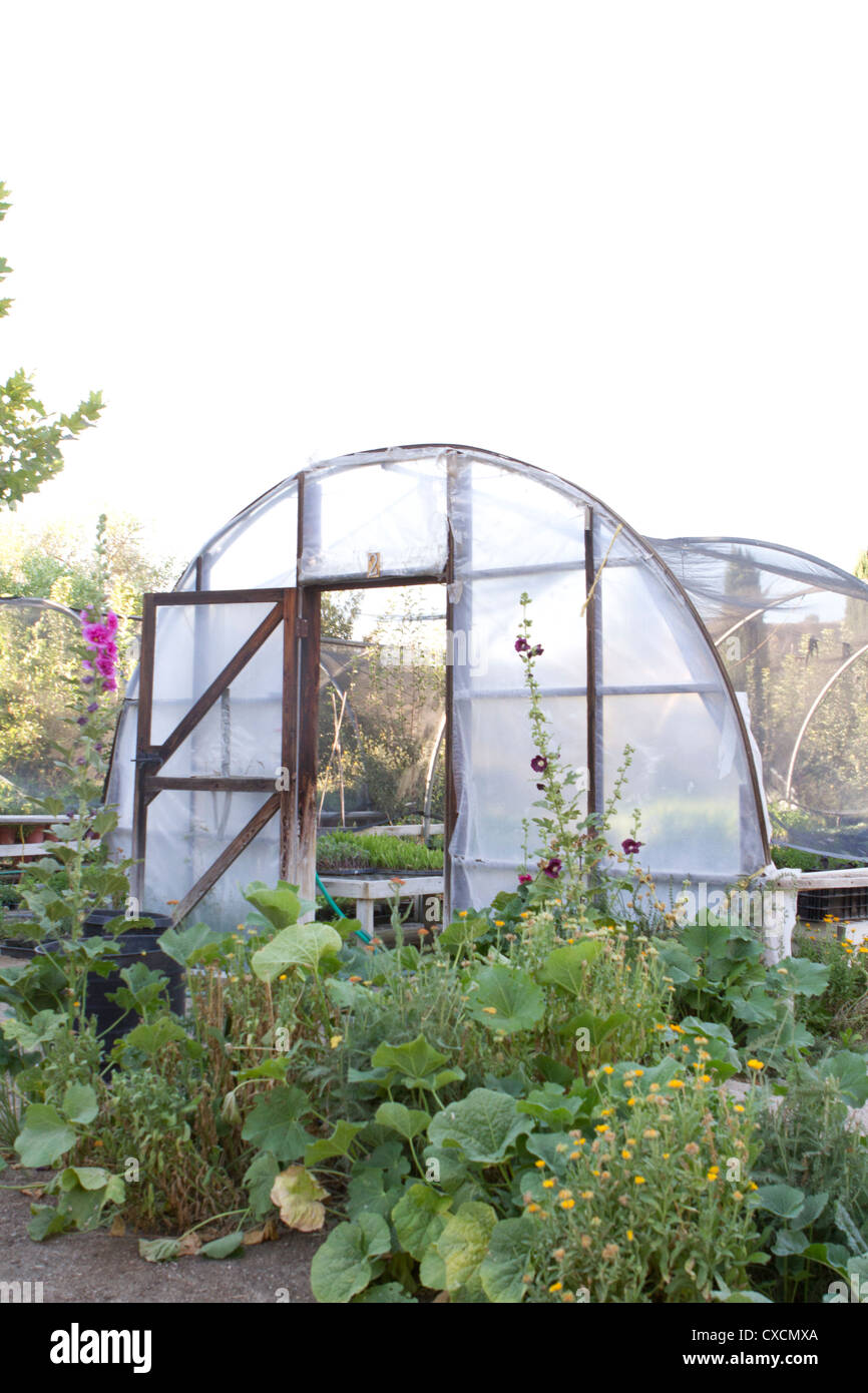 Greenhouse on a vegetable farm Stock Photo - Alamy