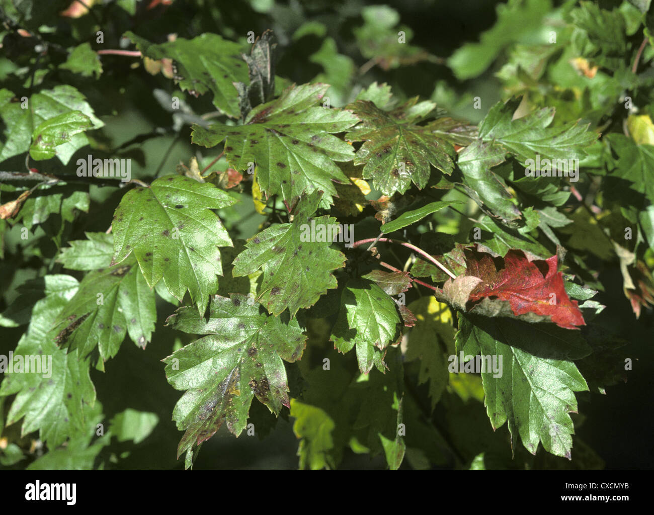 Hawthorn-leaved Crab Malus florentina (Rosaceae) Stock Photo