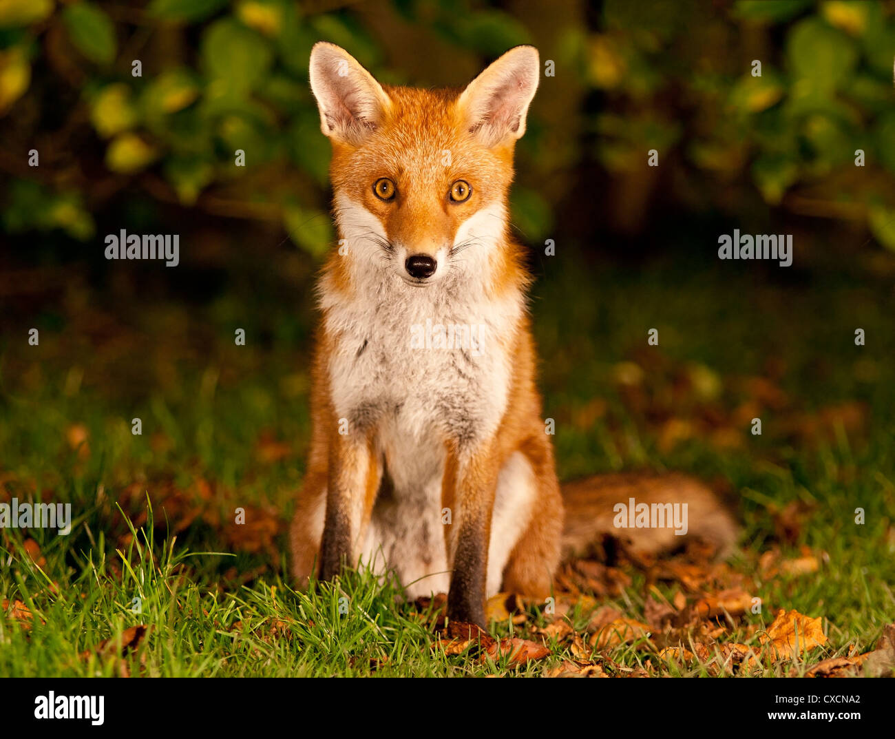 Red fox sitting staring (Vulpes vulpes) Stock Photo