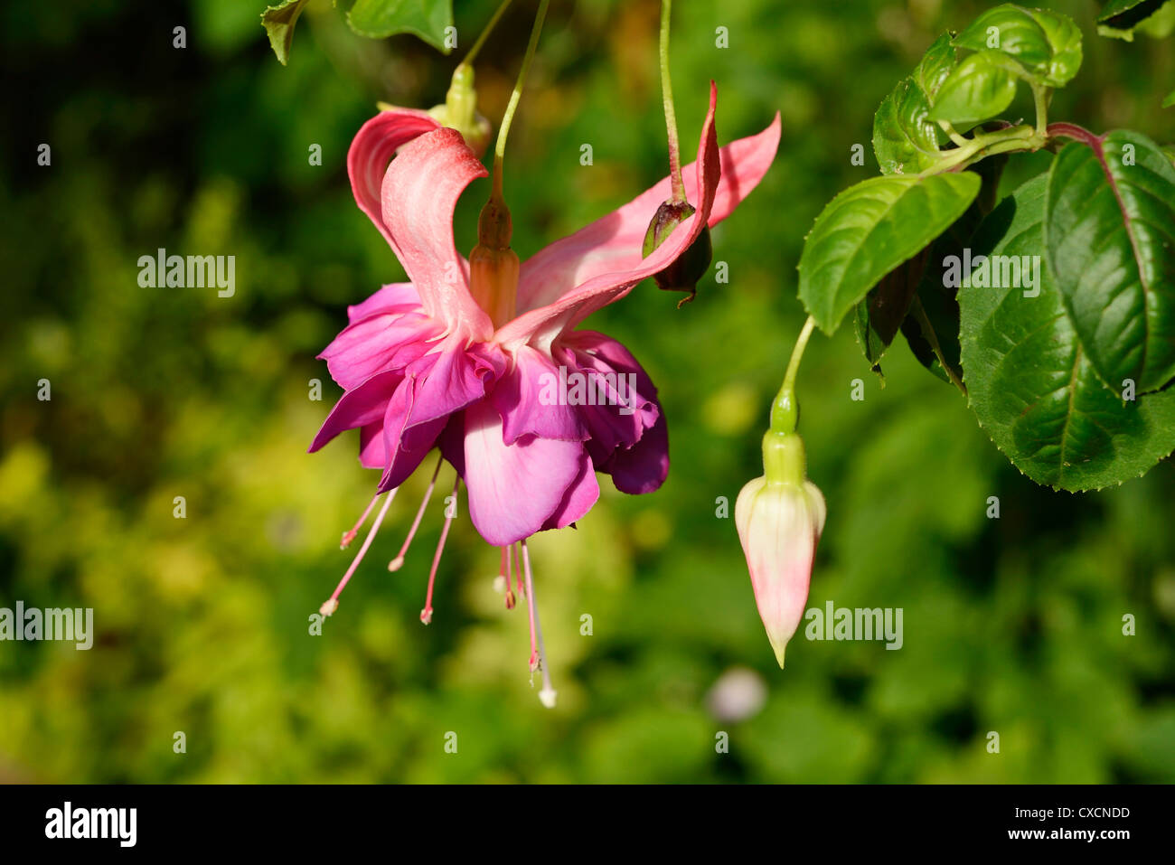 Trailing Fuchsia flower Stock Photo
