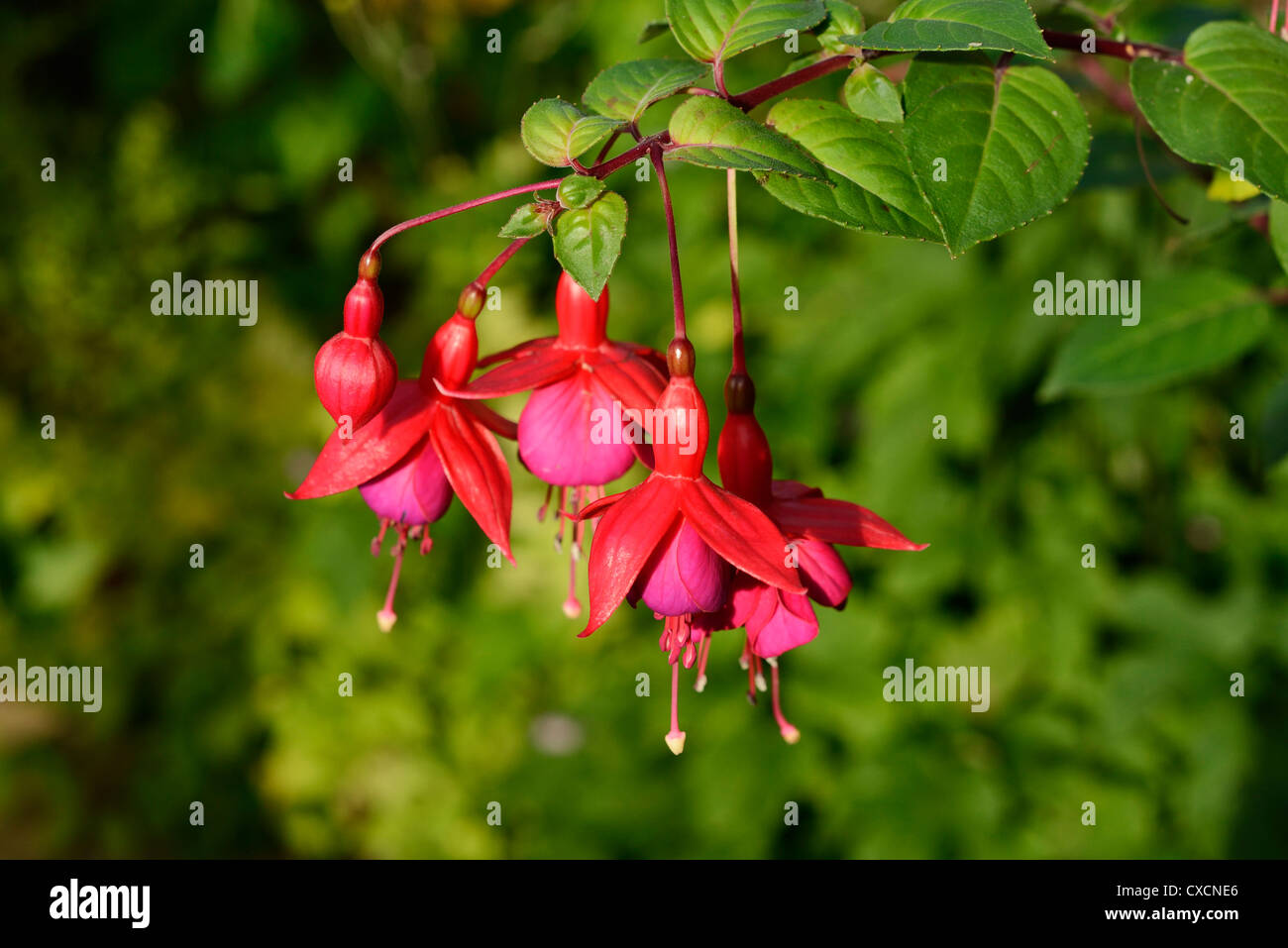 Standard Fuchsia flowers Stock Photo