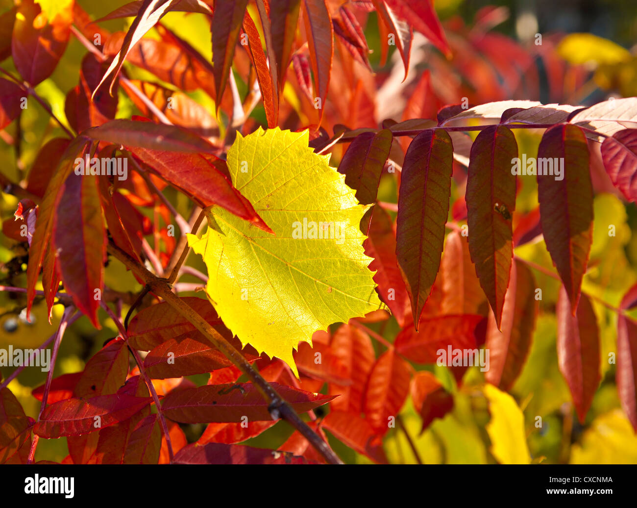 Poison sumac hires stock photography and images Alamy