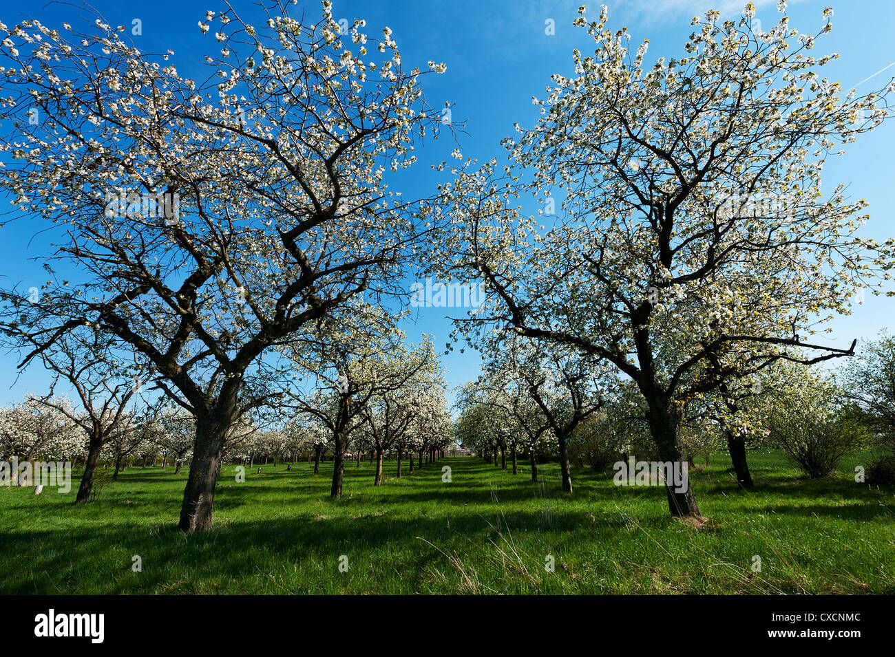 Apple orchard in middle spring hi-res stock photography and images - Alamy