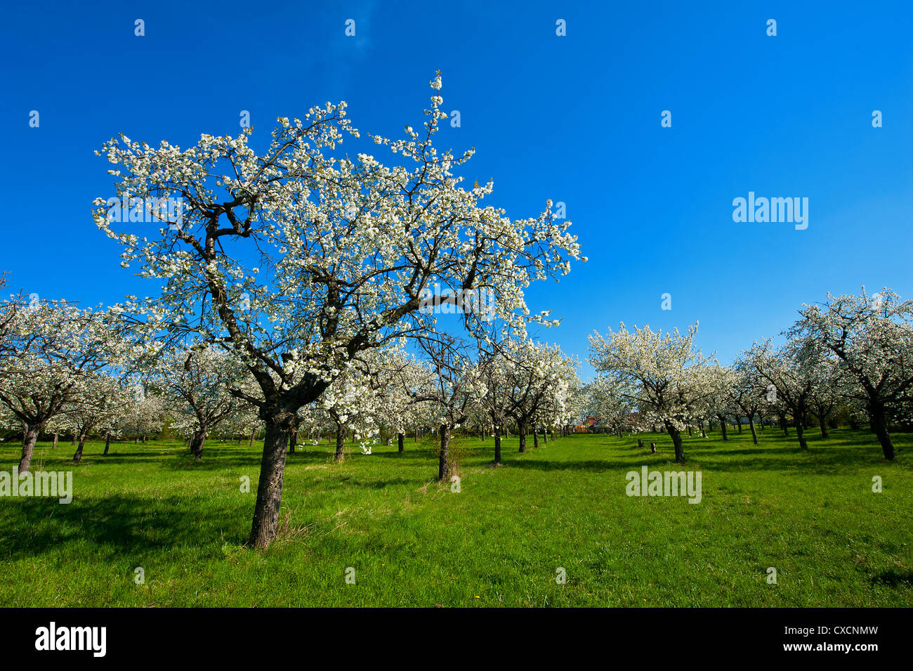 Apple orchard in middle spring hi-res stock photography and images - Alamy