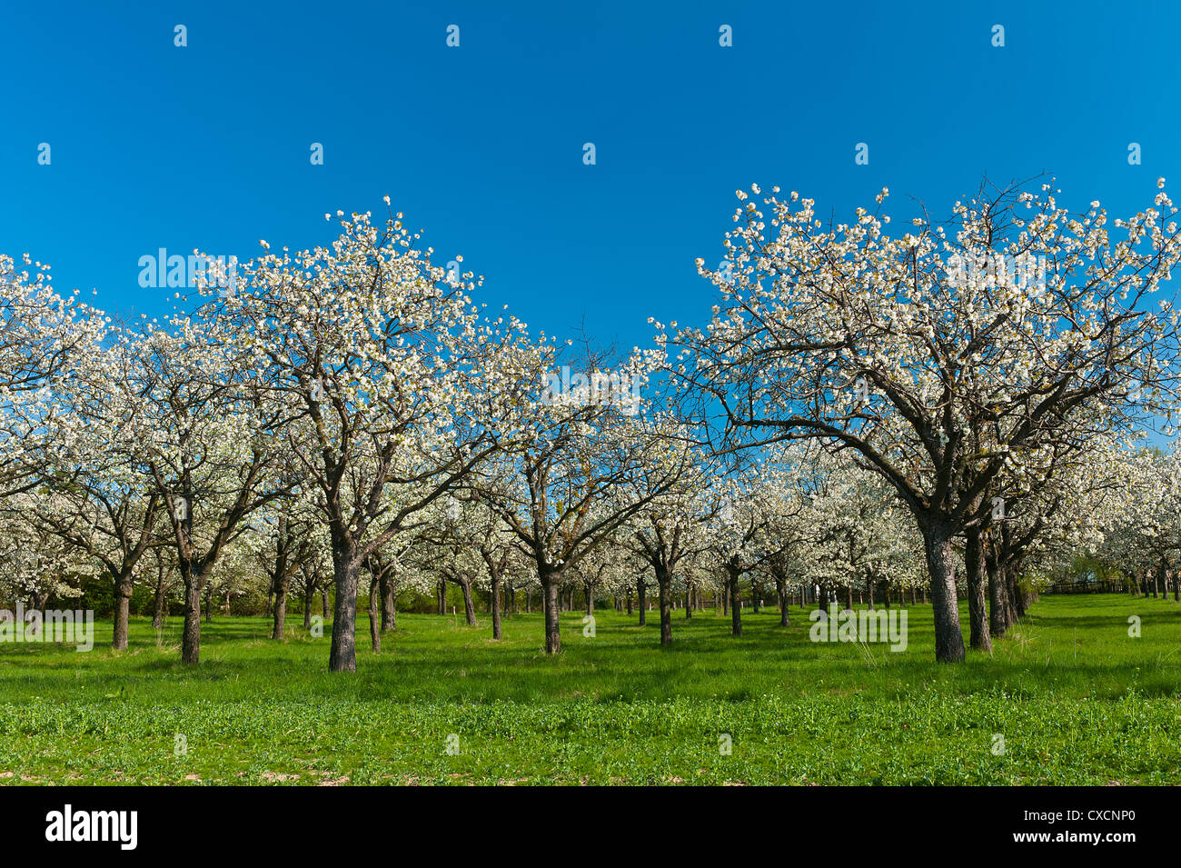 Czech orchard hi-res stock photography and images - Alamy