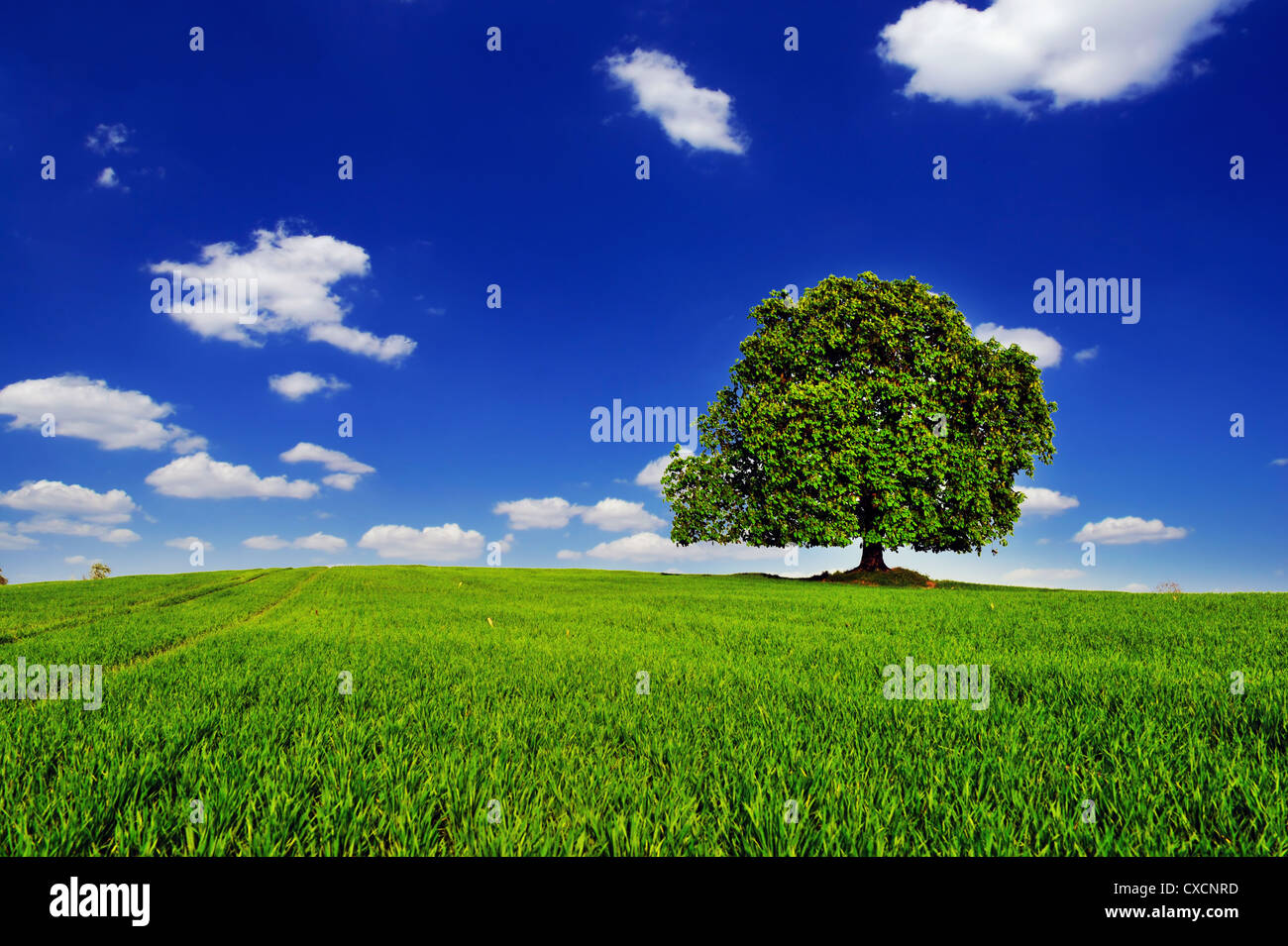 Grass field lonely tree hi-res stock photography and images - Alamy