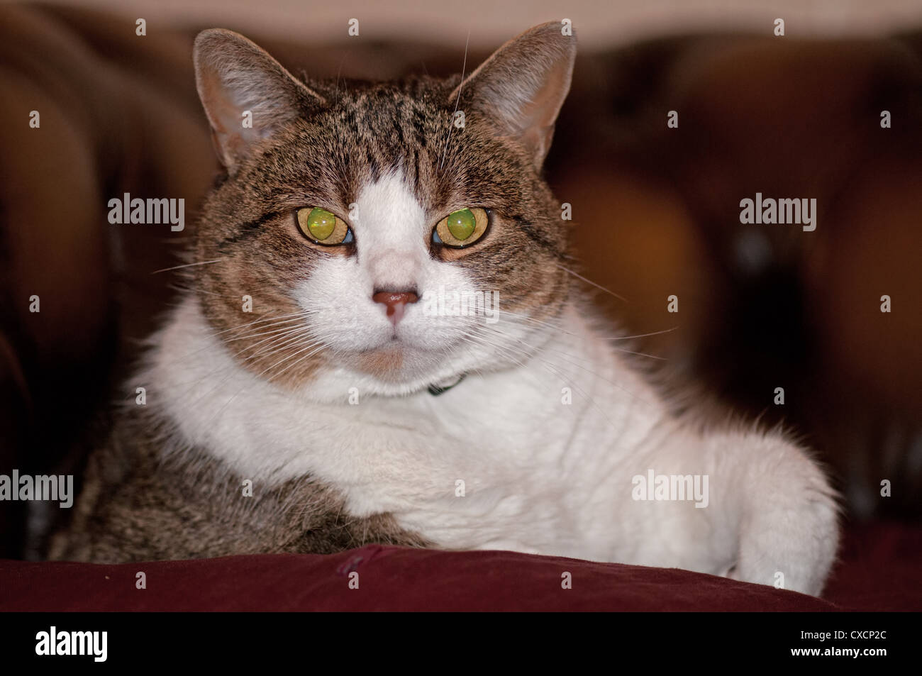 Mackerel tabby cat hires stock photography and images Alamy