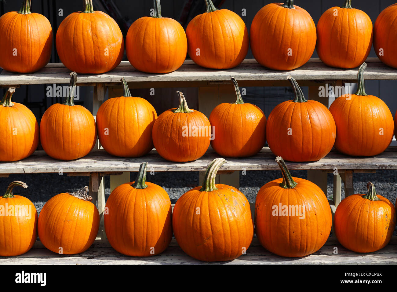 pumpkins Stock Photo