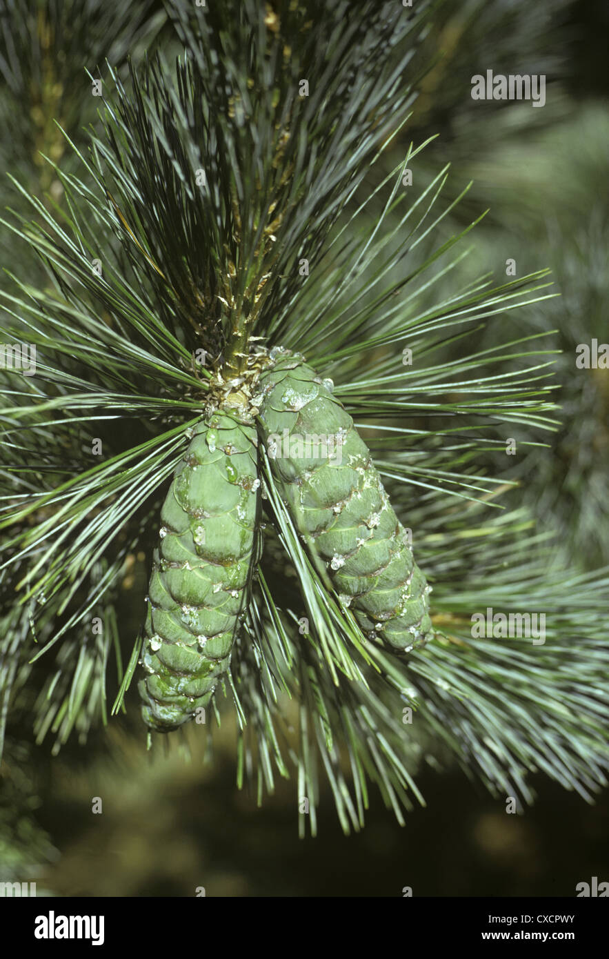 Macedonian Pine Pinus peuce (Pinaceae) Stock Photo