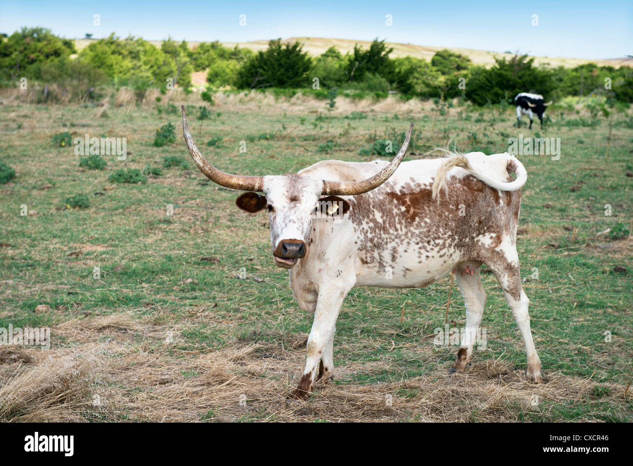 A  brown and white Texas Longhorn cow, Bos bos, stands in a pasture in western Oklahoma, USA. Stock Photo