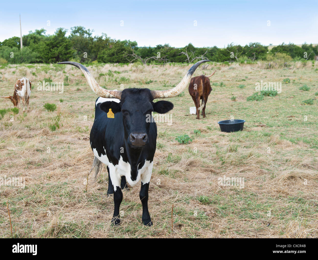 A  black and white Texas Longhorn, Bos bos, stands in a pasture looking at camera with two other cattle in background. Oklahoma, USA. Stock Photo