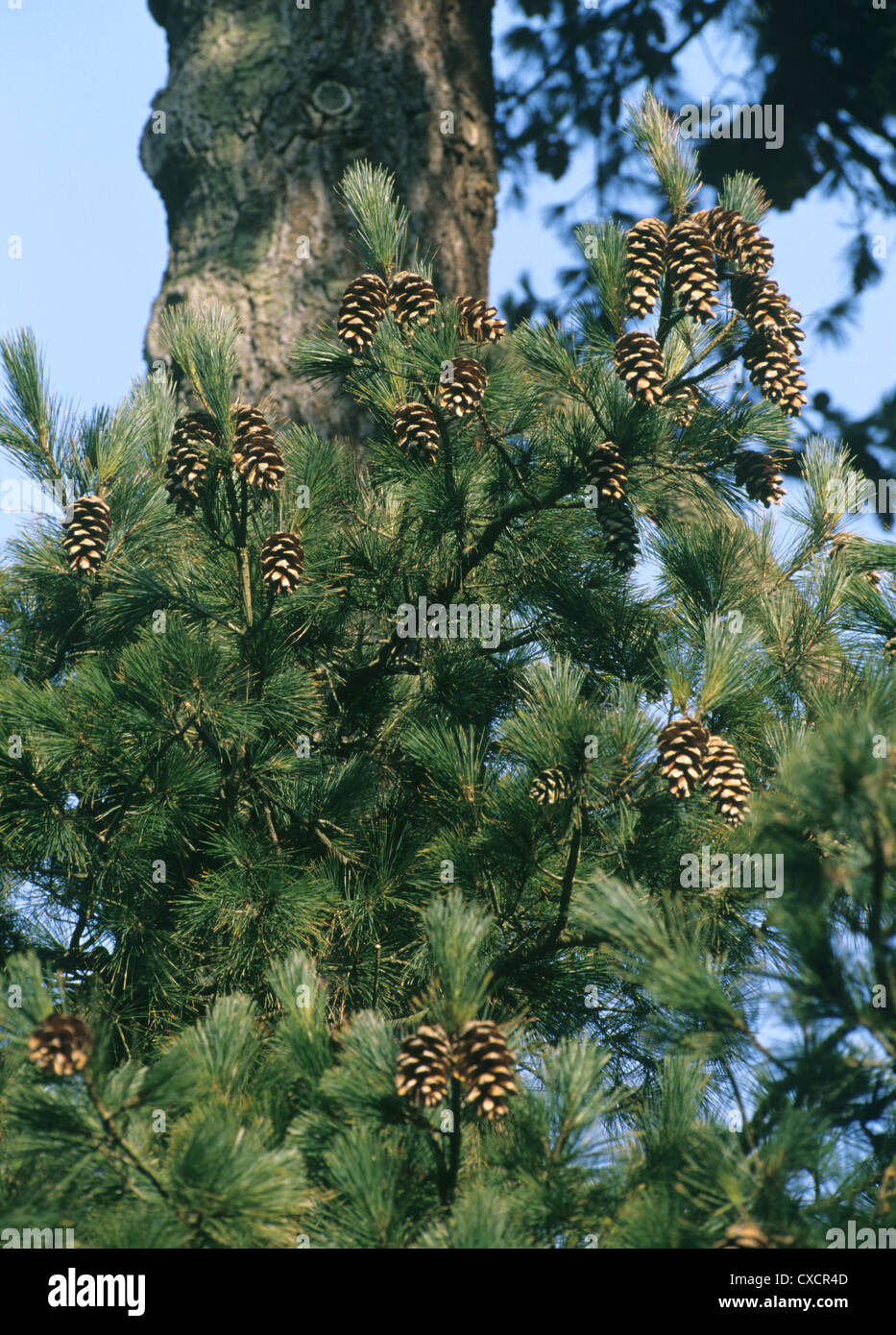 Macedonian Pine Pinus peuce (Pinaceae) Stock Photo
