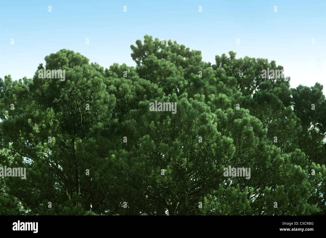 Lodgepole Pine Pinus contorta (ssp. latifolia) Stock Photo