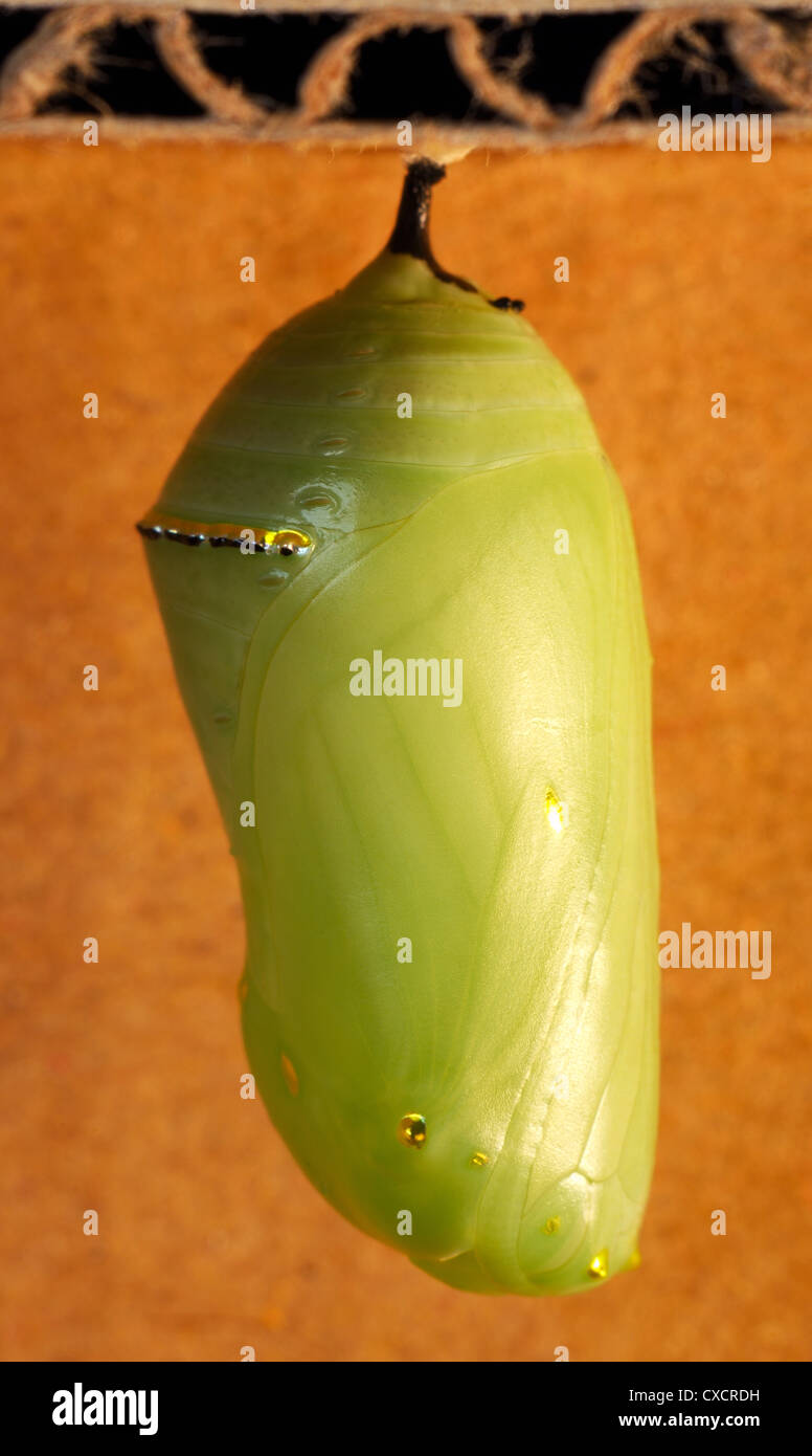 Monarch Butterfly Chrysalis, Three Days Along, 2012 Stock Photo