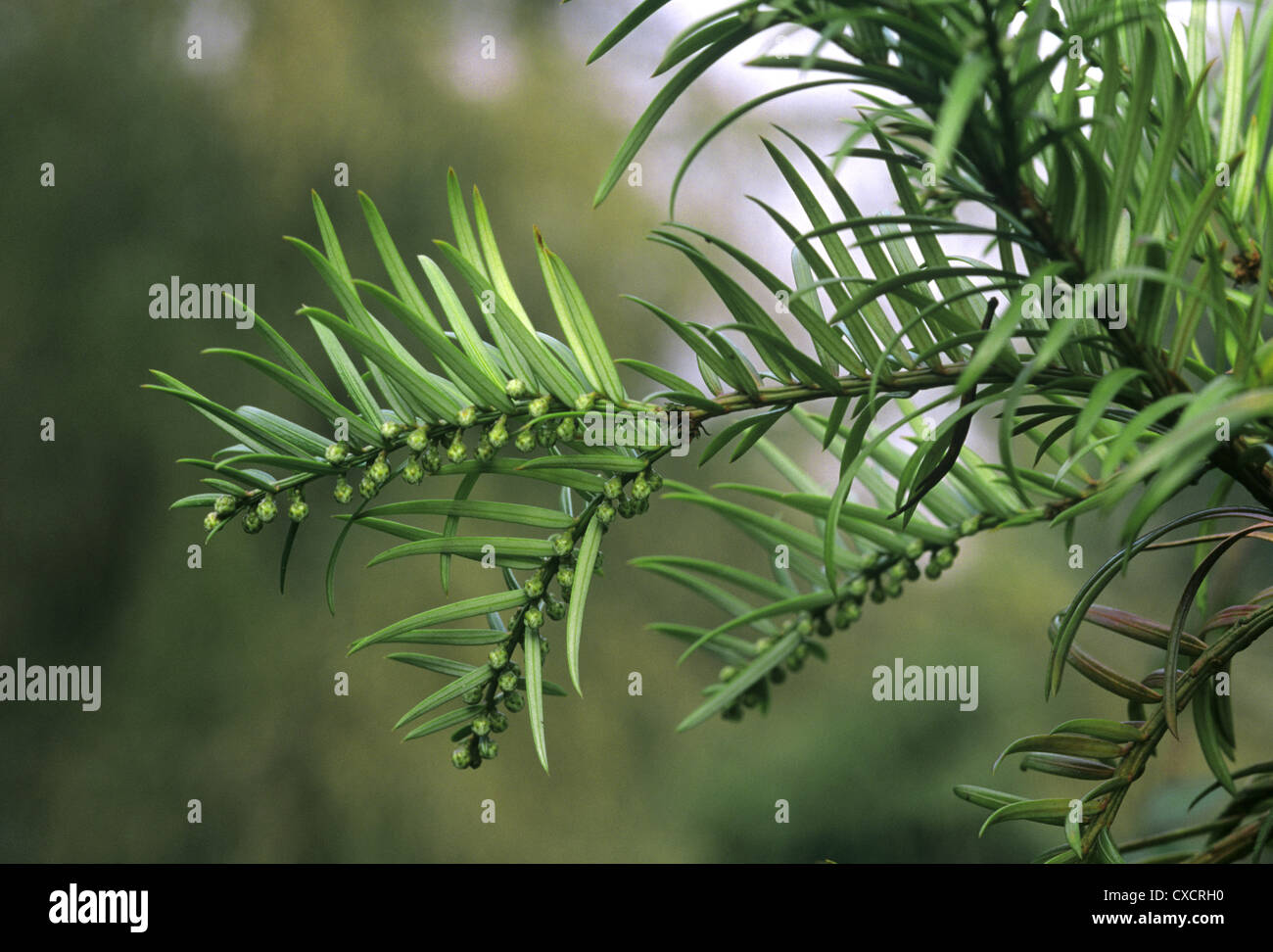 Chinese Plum Yew Chinese Cow-tail Pine Cephalotaxus fortunei (Cephalotaxaceae) Stock Photo