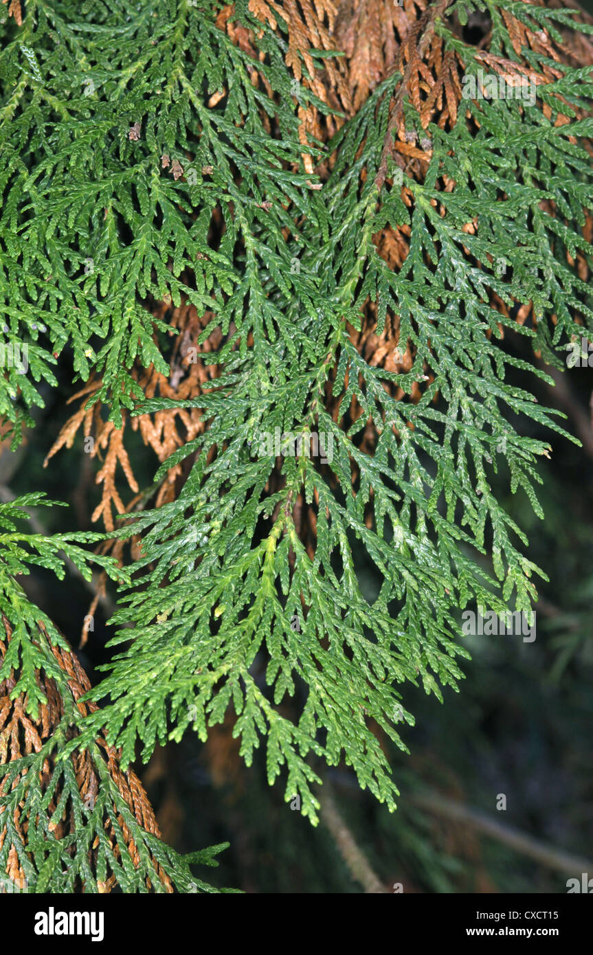 thuja kompost sauer Koniferen Dnger - Mineralischer NPK Flssigdnger mit Stickstoff