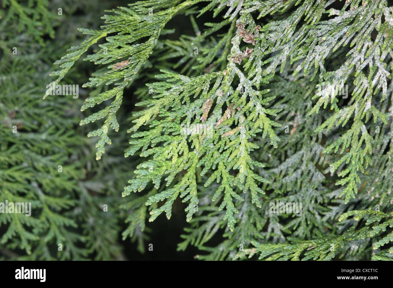 Northern White Cedar Thuja occidentalis (Cupressaceae Stock Photo - Alamy