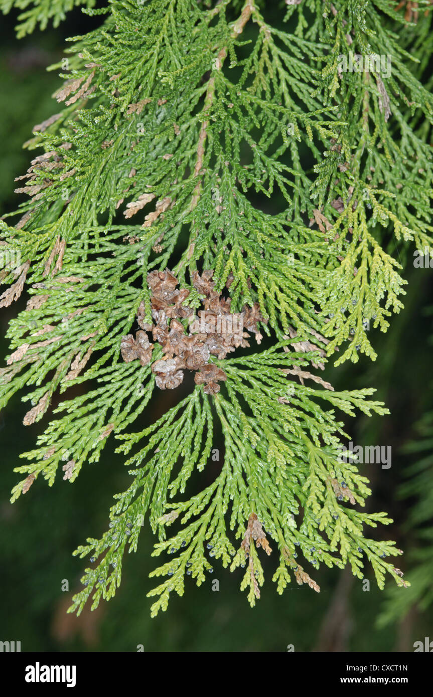 Lawson’s Cypress Chamaecyparis lawsoniana Cupressaceae Stock Photo