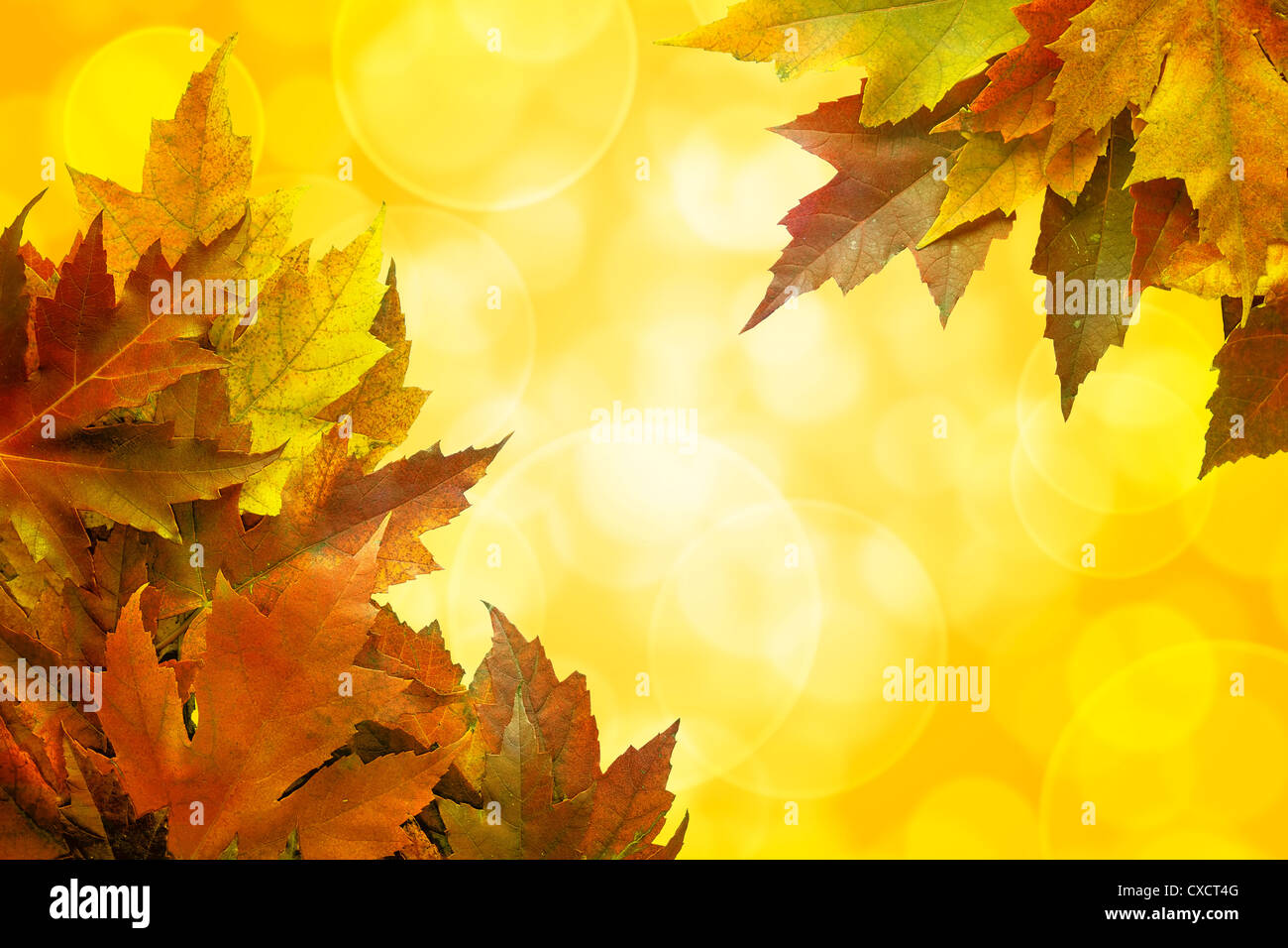 Fall Color Maple Tree Leaves on Blurred Sunlight Background Border Stock Photo