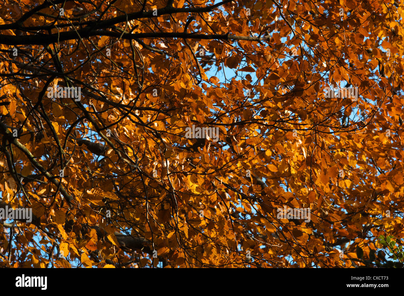 Beech Fagus sylvatica Fagaceae Stock Photo - Alamy
