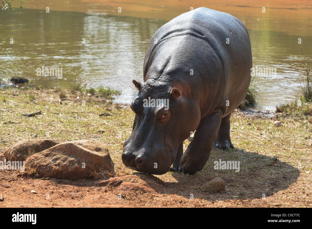 Mlilwane Wildlife Sanctuary is Swaziland's oldest protected area, owned and managed by a non-profit trust. Stock Photo