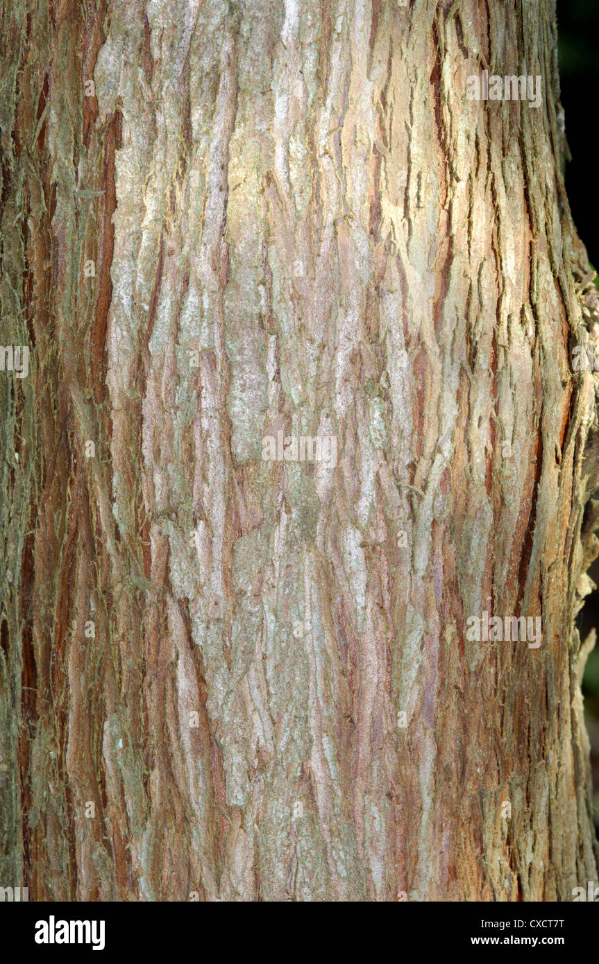 Taiwan Cypress Chamaecyparis formosensis (Cupressaceae) Stock Photo