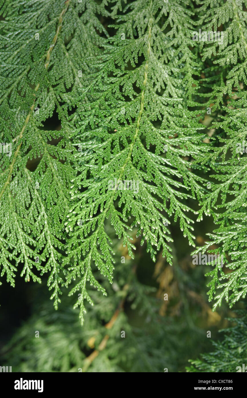 Taiwan Cypress Chamaecyparis formosensis (Cupressaceae) Stock Photo