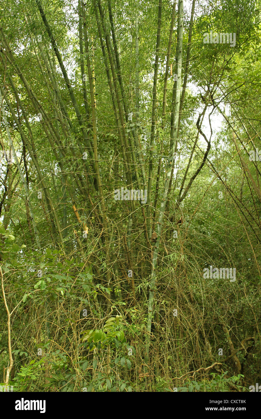 Bamboo stalk  group Stock Photo