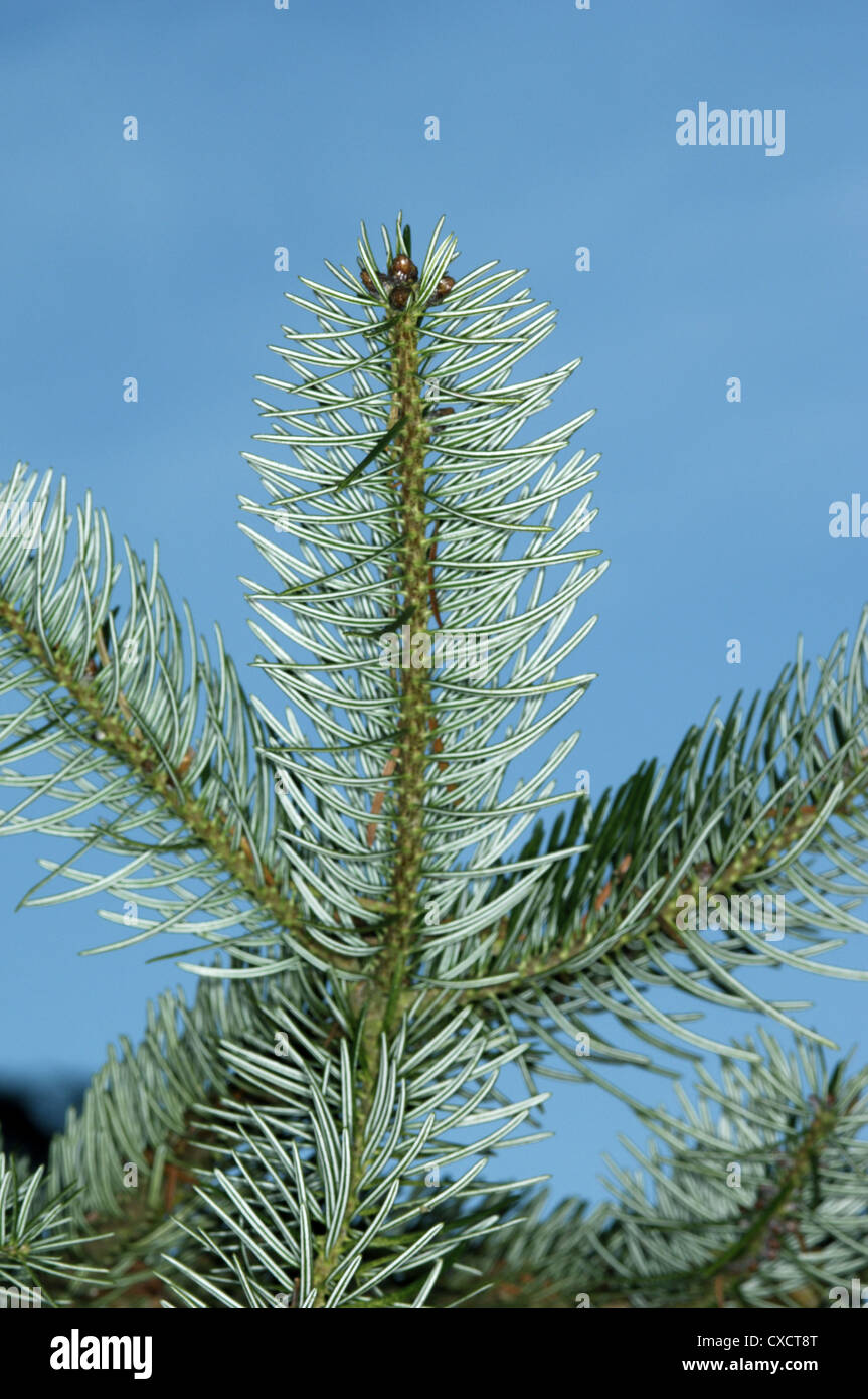 Grecian Fir Abies cephalonica (Pinaceae) Stock Photo