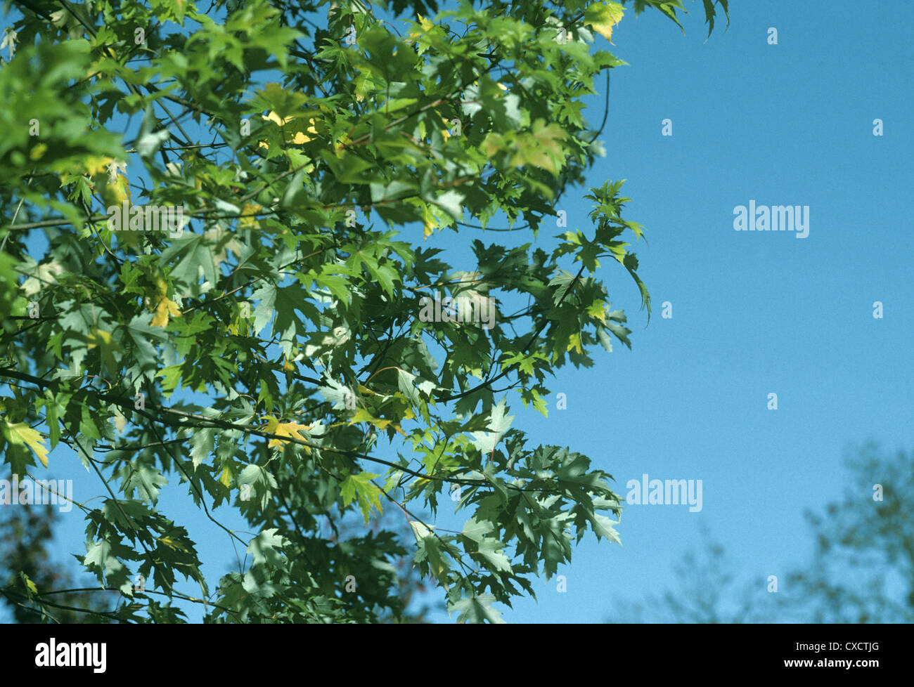 Silver maple acer saccharinum hi-res stock photography and images - Alamy