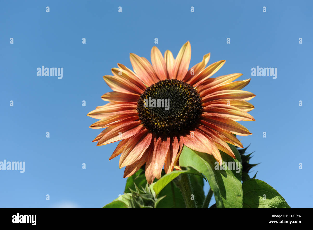 Sunflower against a blue sky Stock Photo