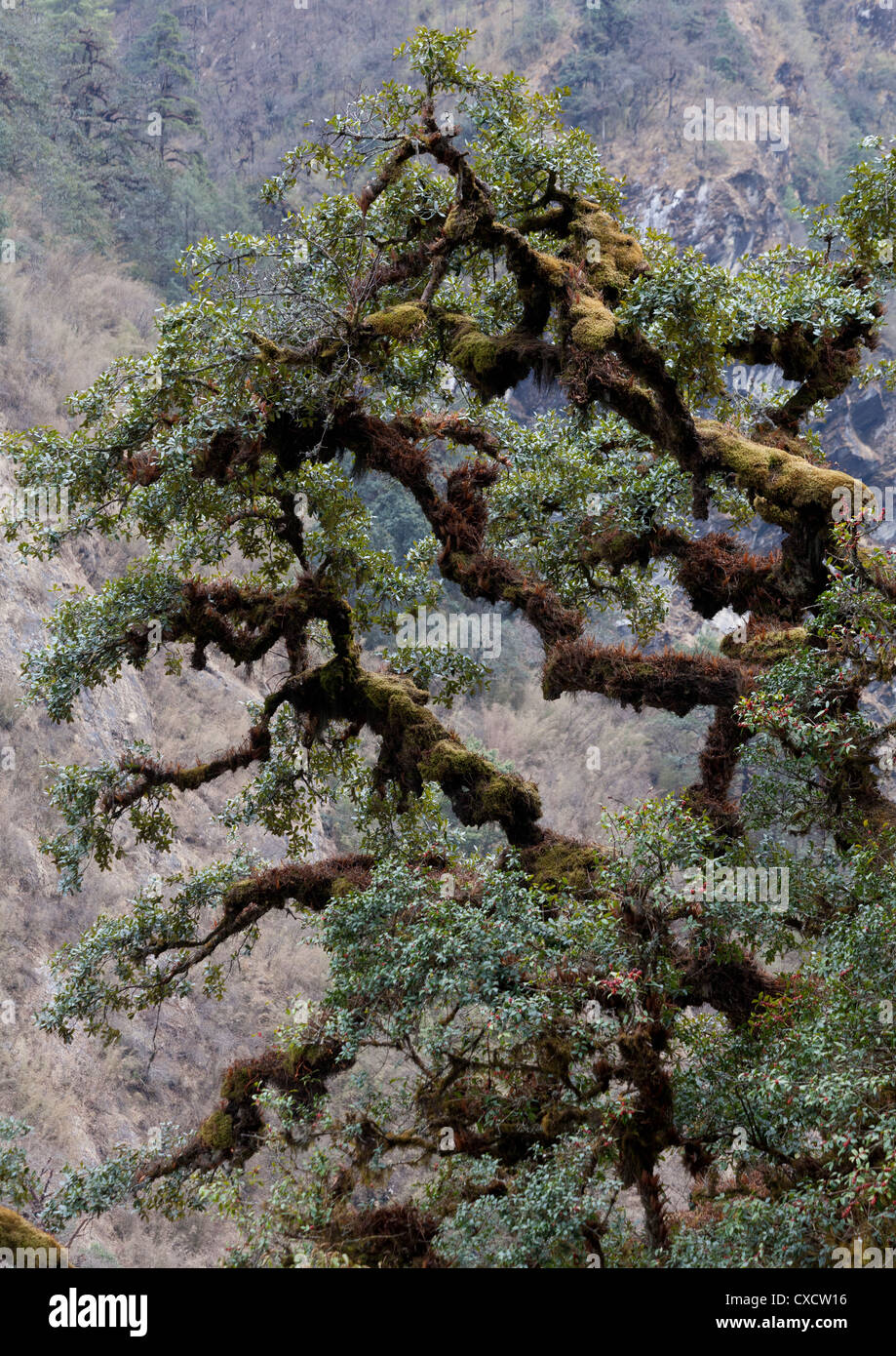 Nepal Tree Oak High Resolution Stock Photography And Images Alamy
