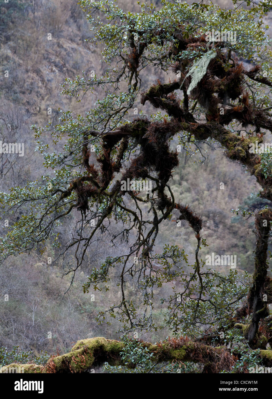 Nepal Tree Oak High Resolution Stock Photography And Images Alamy