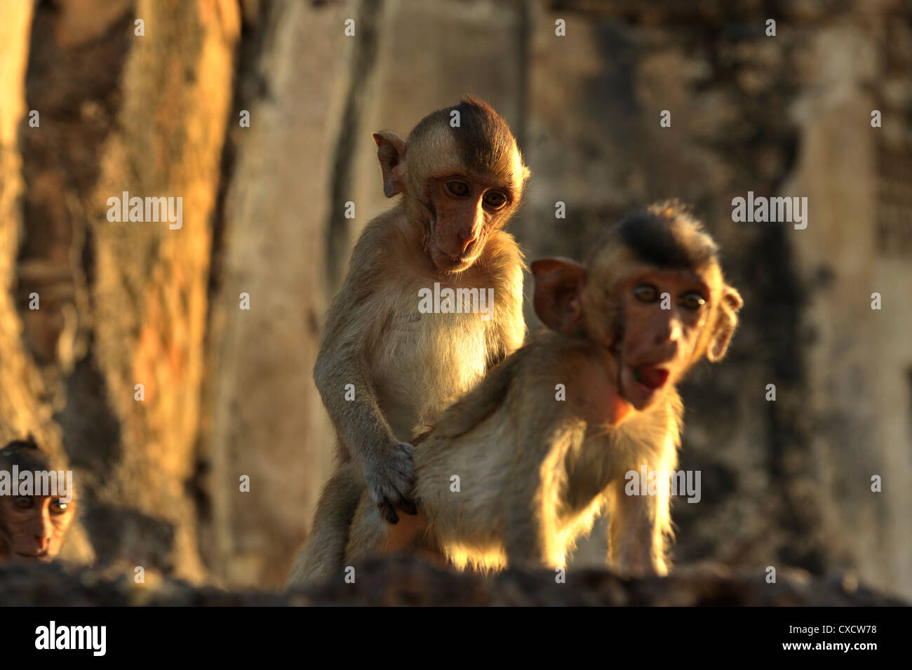 juvenile monkeys playing , Lopburi Monkey Festival in Lop Buri, central