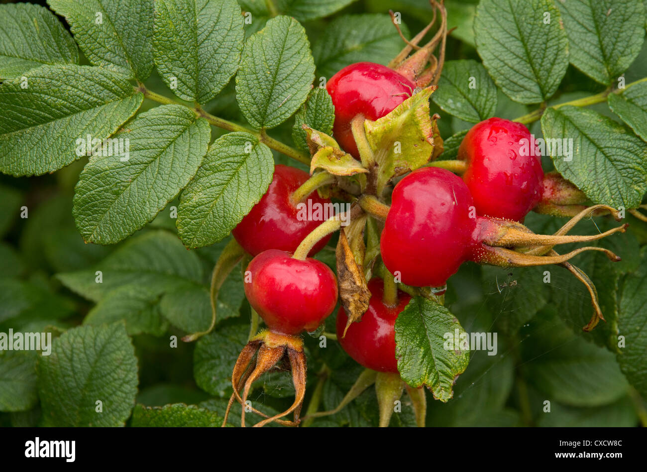 red, ripe berries of briar on branch, close up Stock Photo