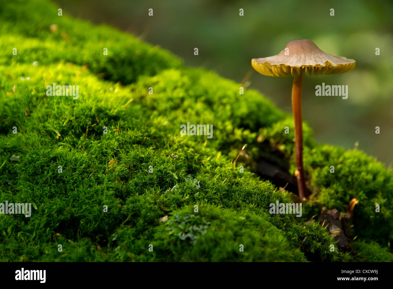 mushroom growing from tree, Мусепа haematopus Stock Photo