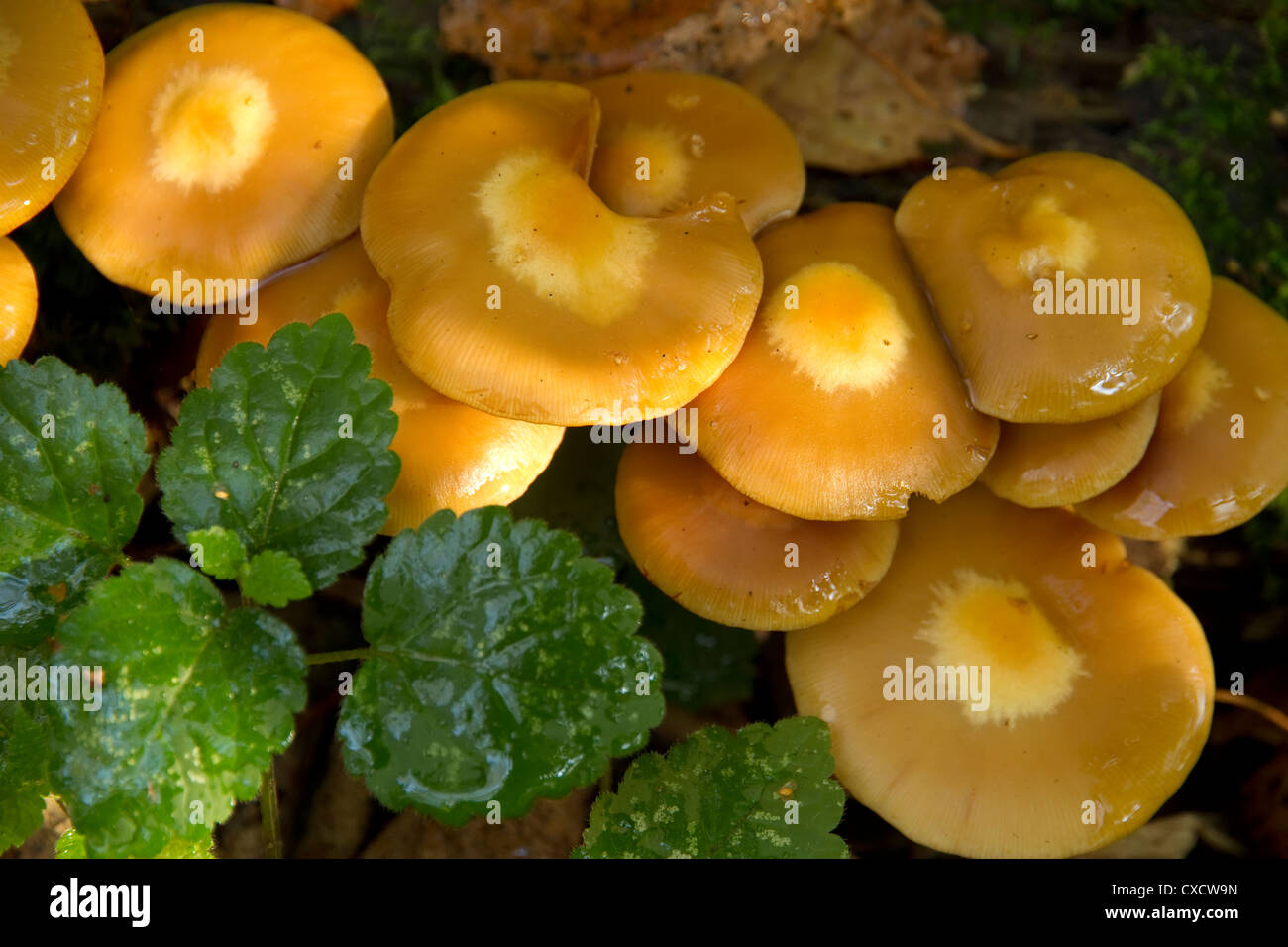yellow mushrooms close up, top view of the caps Stock Photo