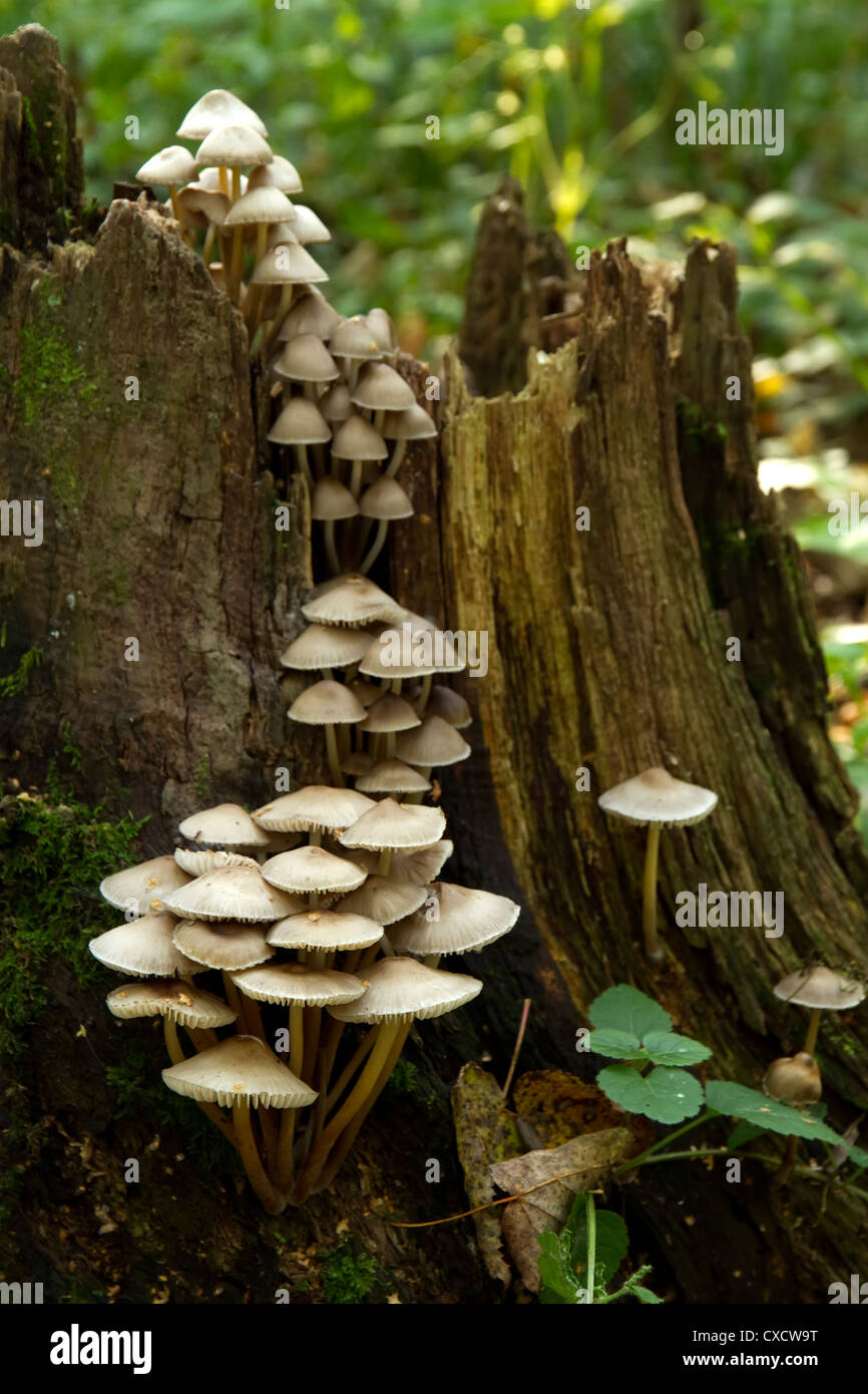 white autumn mushrooms on the tree stump Stock Photo