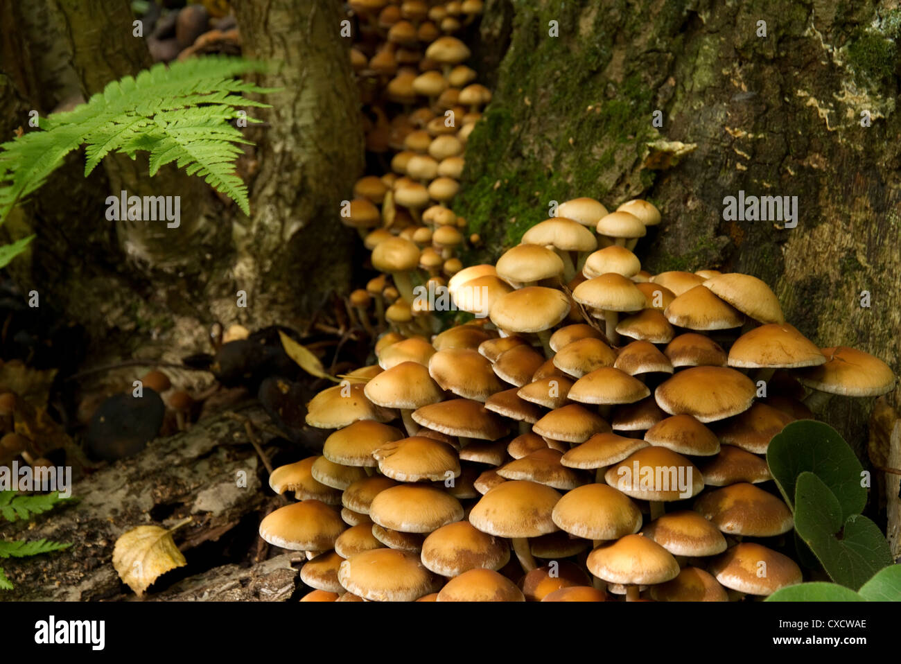 large group of autumn mushrooms on the tree stump Stock Photo