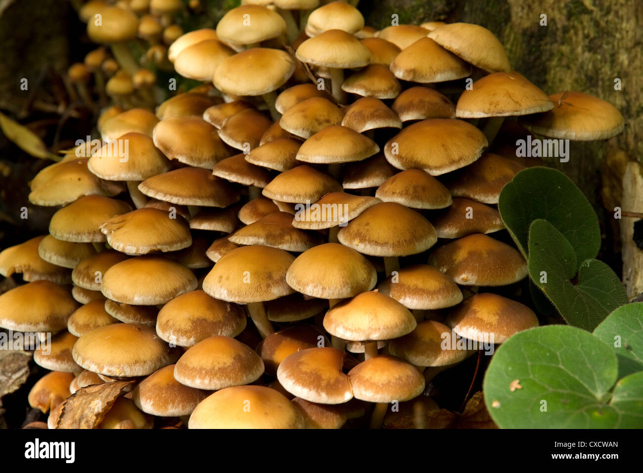 large group of autumn mushrooms on the tree stump, close up Stock Photo