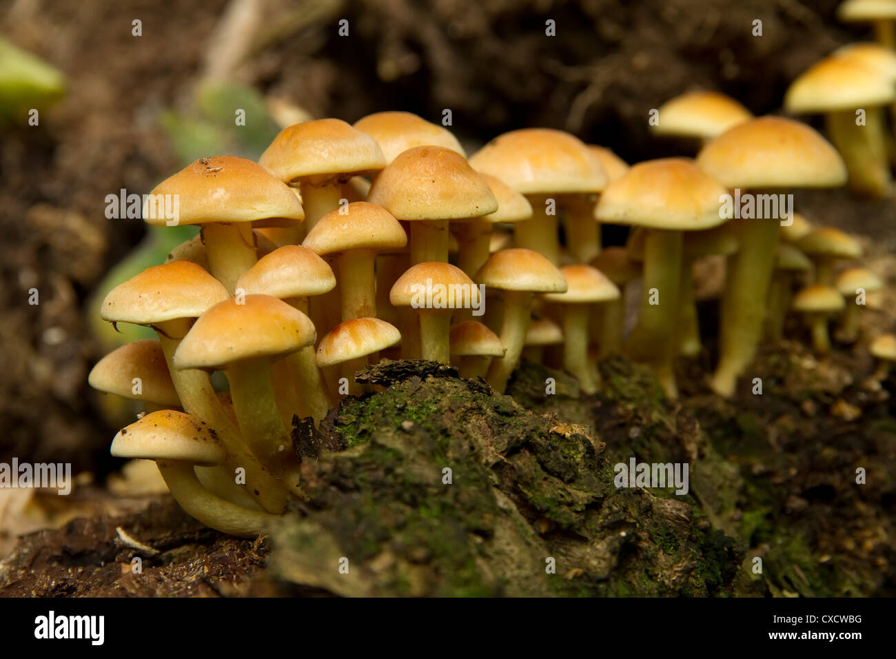 colony of yellow mushrooms on the ground Stock Photo