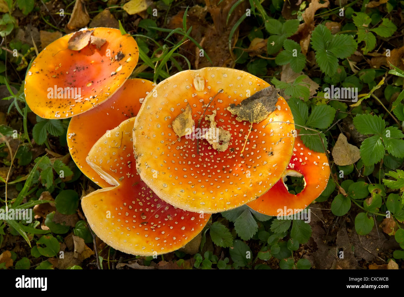 group of red fly agaric mushrooms in the forest, top view of the caps ...
