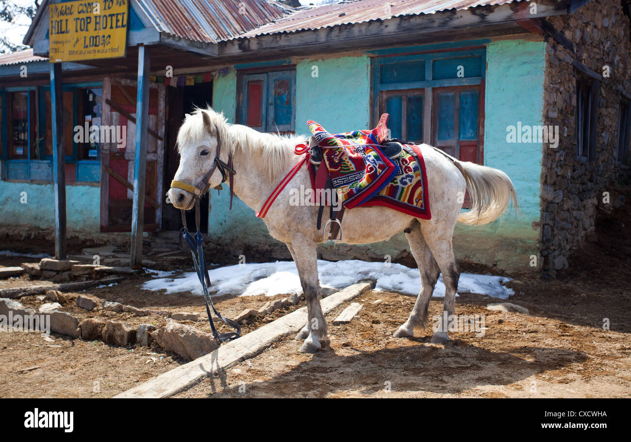 Nepali horse hires stock photography and images Alamy