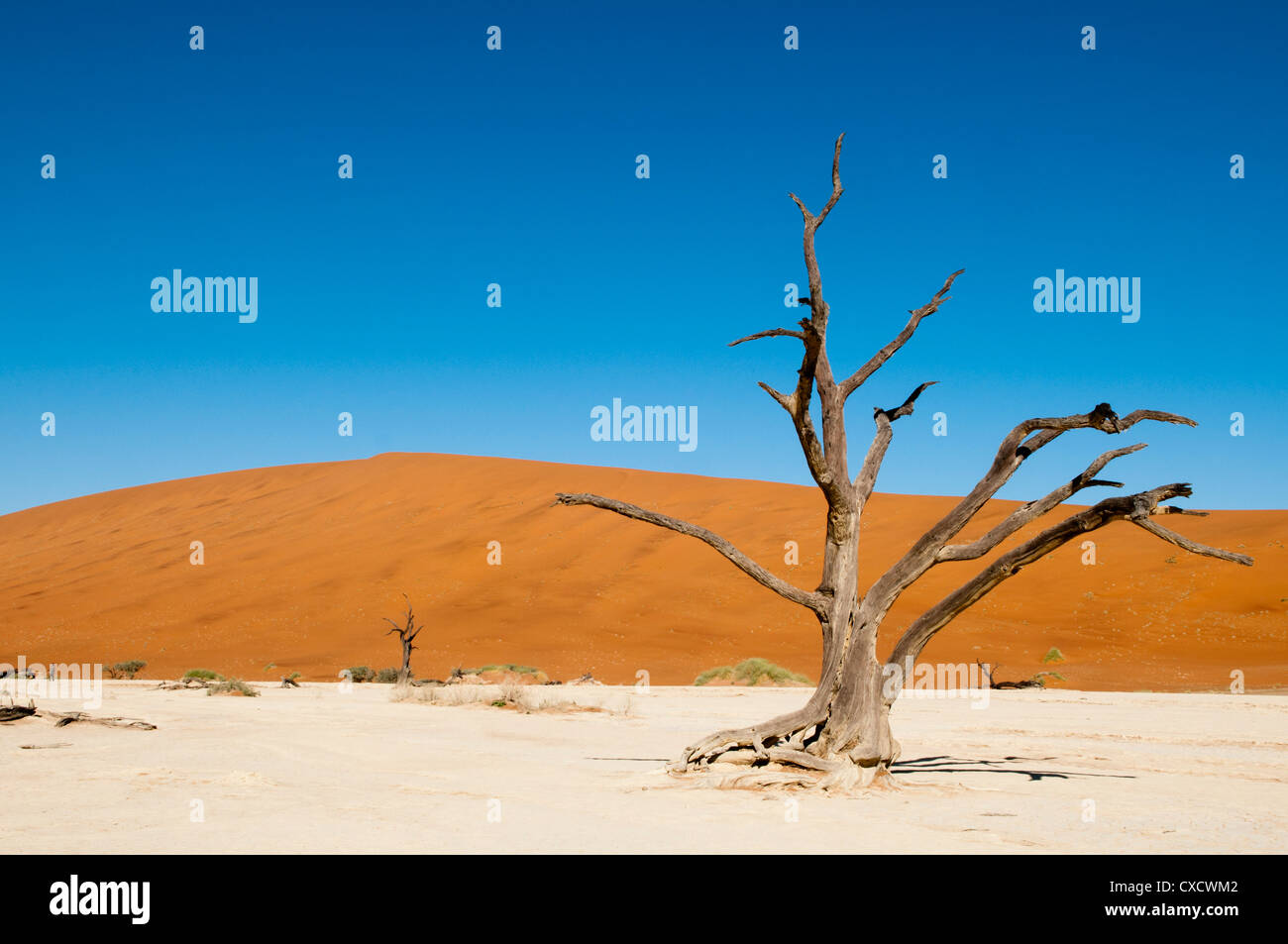 Dead trees, Deadvlei, Sossusvlei, Namib Naukluft Park, Namib Desert, Namibia, Africa Stock Photo