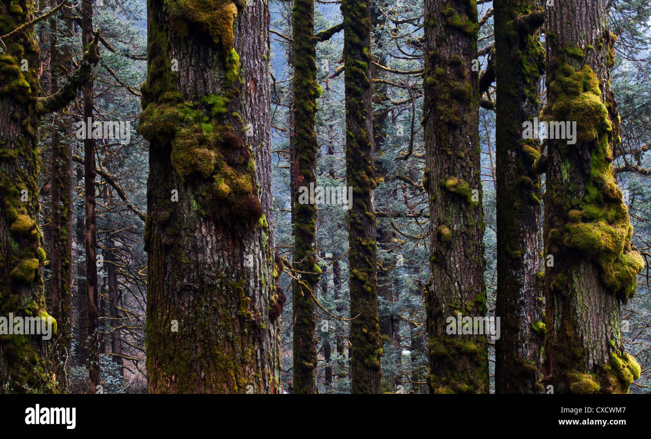 Lichen growing on trees in hi-res stock photography and images - Alamy